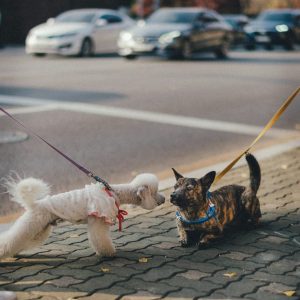Online Course: Introduction to Responsible Breeding